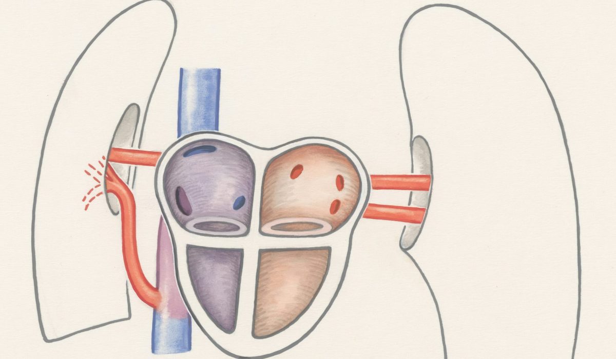 Illustration des menschlichen Herzens und Kreislaufsystems, das die Sauerstoffaufnahme und Transport für die VO2max zeigt.